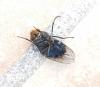 Calliphora vicina